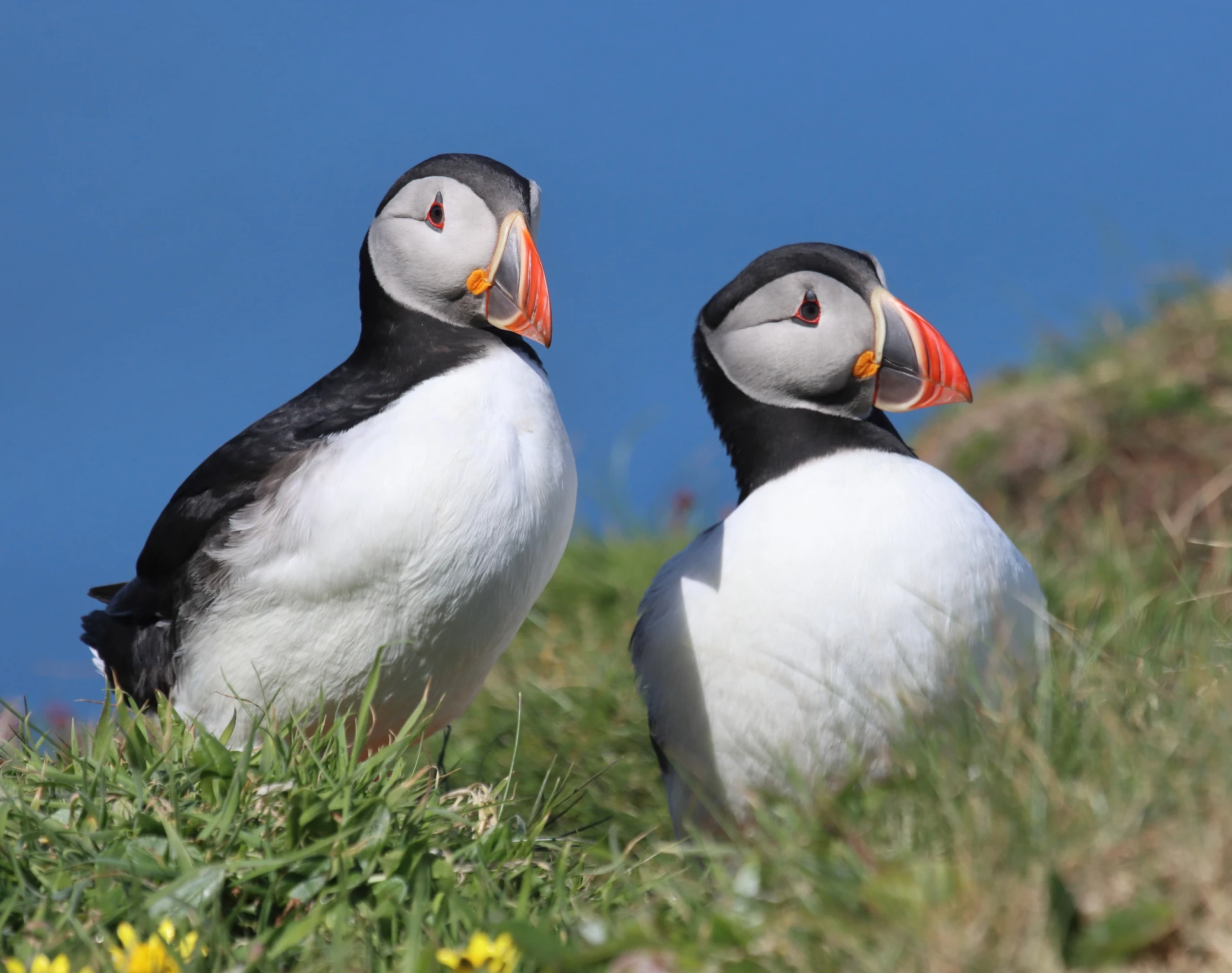 Puffins