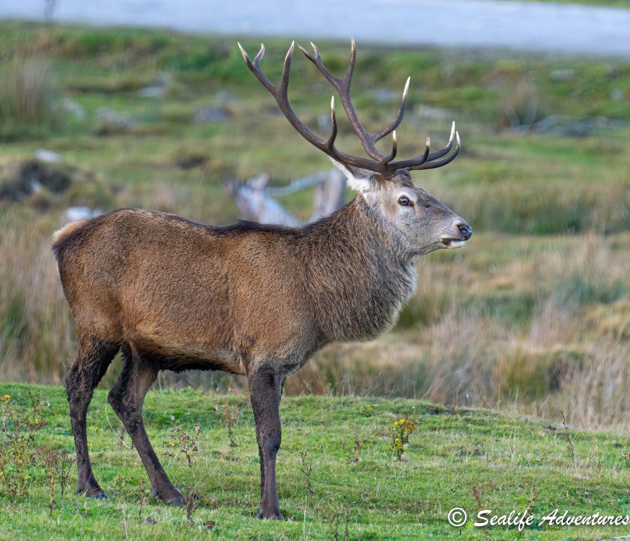 Wildlife in Argyll | Wild About Argyll | Scotland