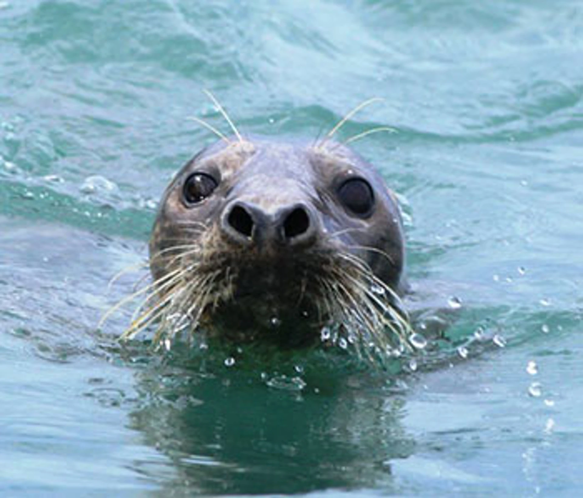 Jura Rib Tours Seal