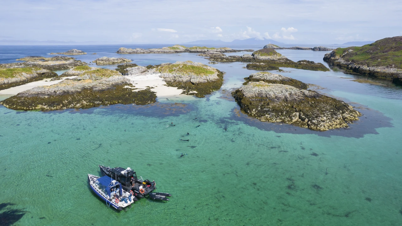 Visit Oban, Lorn & Isles | Basking Shark Scotland | Wild About Argyll