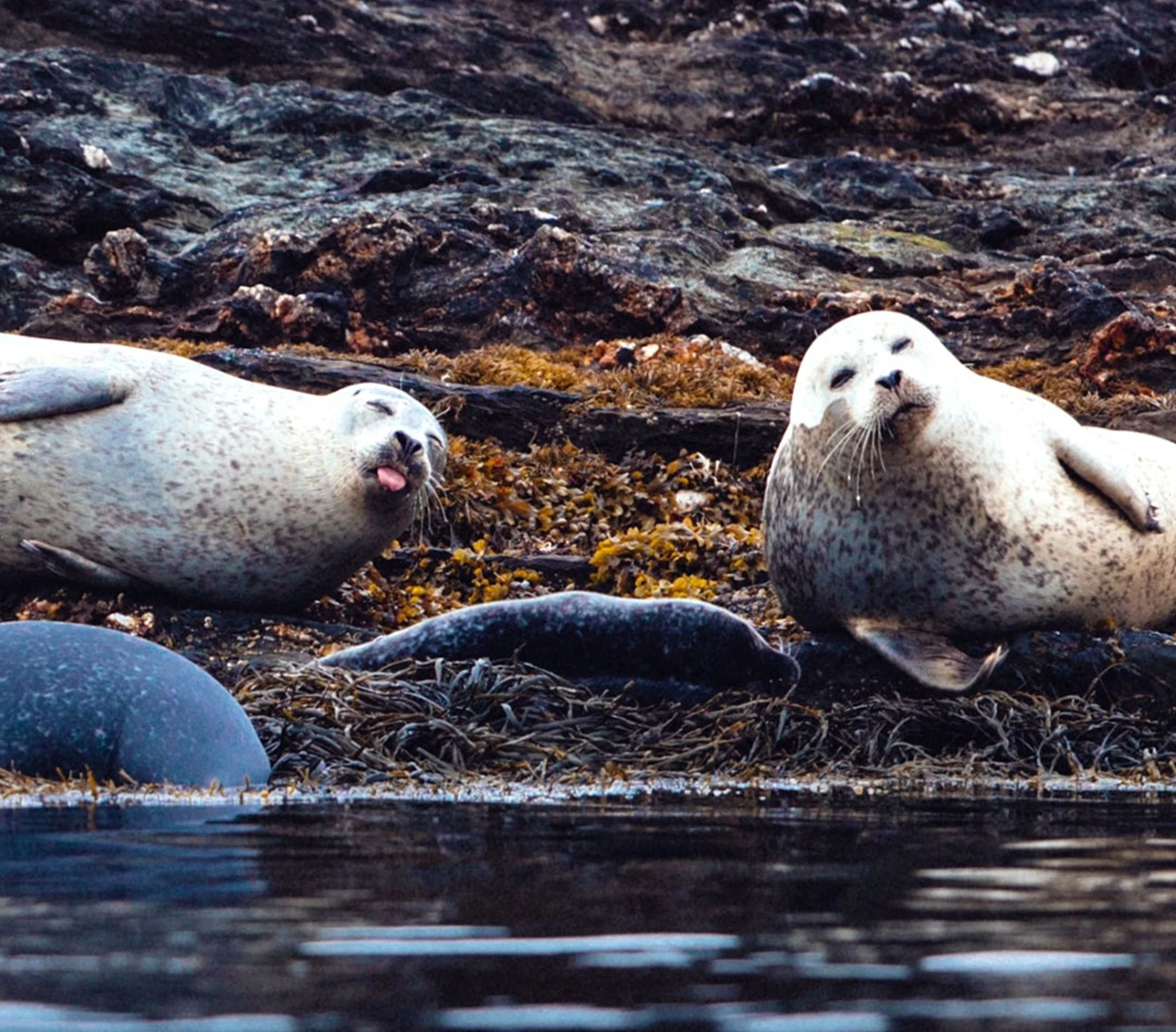 Seals