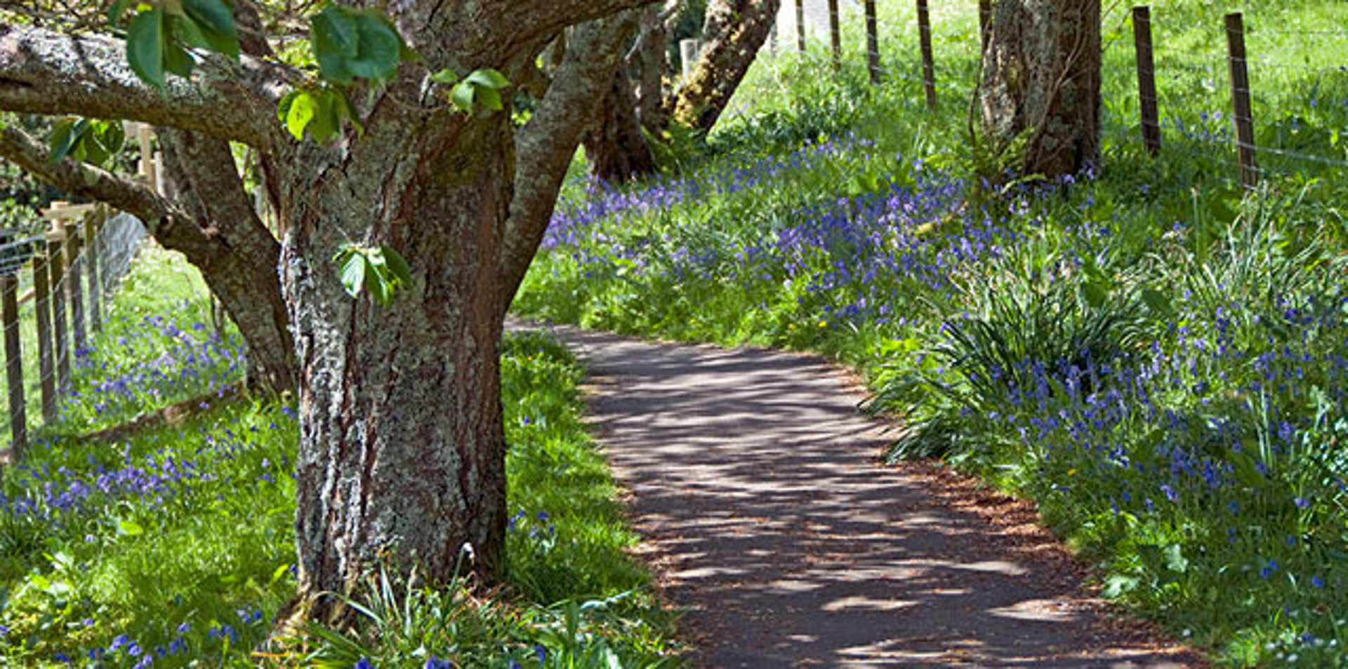 Background image - Arduaine Gardens 2