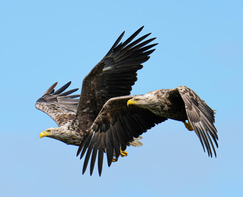 two_eagles_flying_v_good_5-sharpenai-focus.jpg