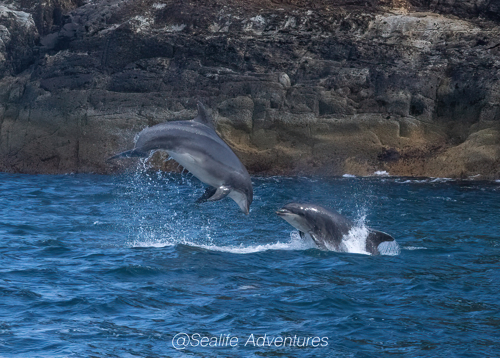 Sealife Adventures on a tour, Credit: Sealife Adventures